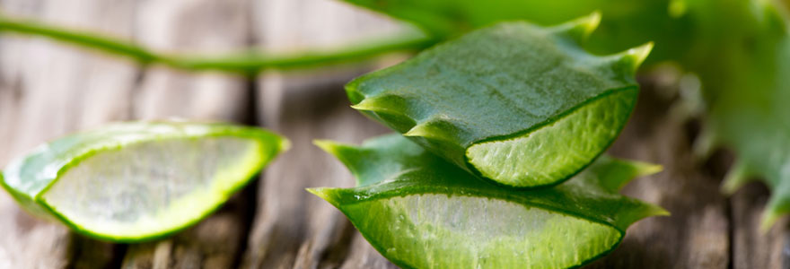 Aloe Vera