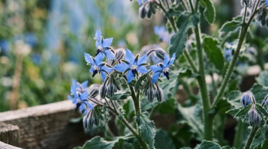 Fleurs de bourrache bleues en forme d'étoile à cinq branches avec étamines noires centrales, sur feuillage velu vert foncé, photographiées en lumière naturelle douce