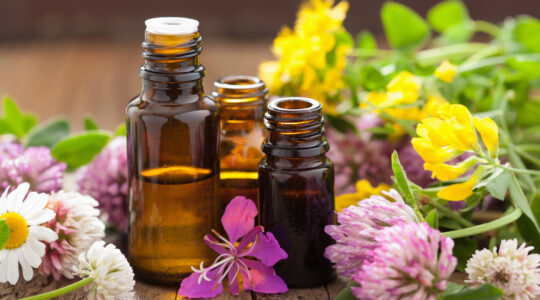 Plantes aromatiques et médicinales